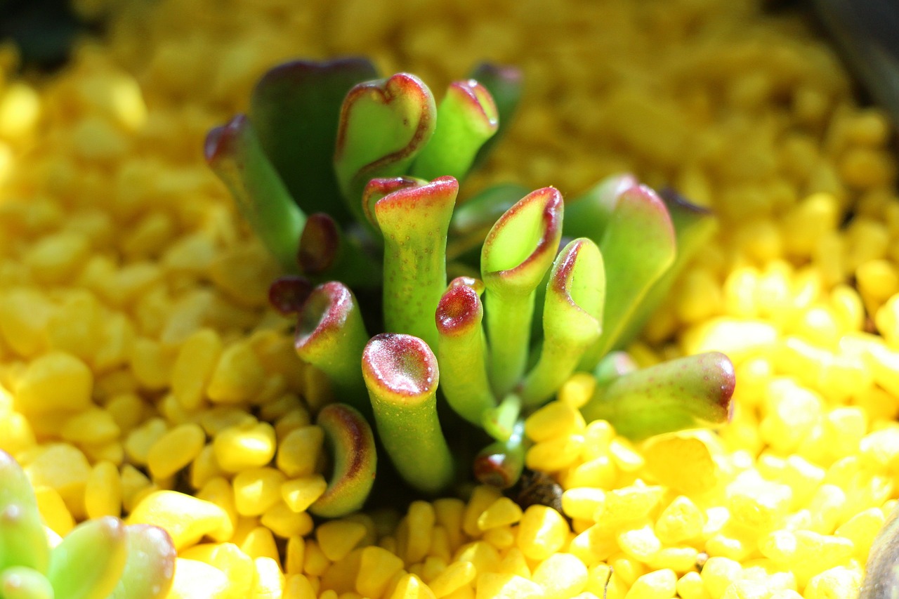 How to Plant and Grow a Succulent Garden